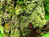 Phaeophyscia rubropulchra image