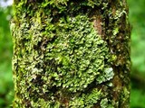 Phaeophyscia rubropulchra image