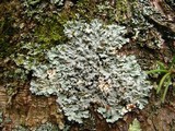 Physcia aipolia image