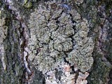 Phaeophyscia pusilloides image
