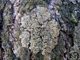 Phaeophyscia pusilloides image