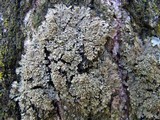Phaeophyscia pusilloides image