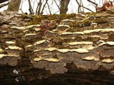 Bjerkandera adusta image