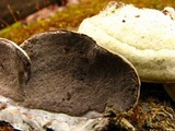 Bjerkandera adusta image