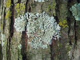 Physcia americana image