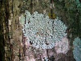 Physcia americana image