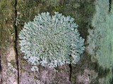 Physcia americana image