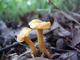 Cantharellus minor image