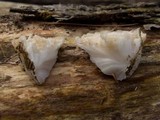 Tyromyces chioneus image