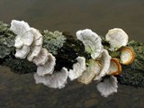 Poronidulus conchifer image