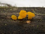 Dacrymyces capitatus image