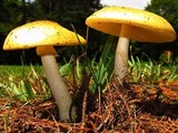 Amanita flavorubens image