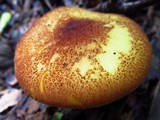 Tricholomopsis rutilans image