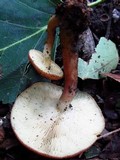 Tricholomopsis rutilans image
