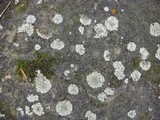 Physcia caesia image