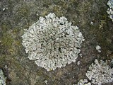 Physcia caesia image