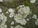 Physconia leucoleiptes image