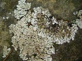 Physconia leucoleiptes image