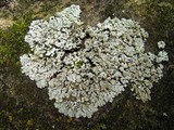 Physconia leucoleiptes image