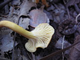 Cantharellus minor image