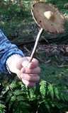 Psilocybe subaeruginosa image
