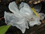Tremella fuciformis image