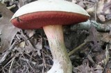 Caloboletus firmus image