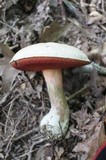 Caloboletus firmus image