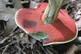 Caloboletus firmus image