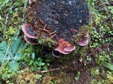Fomitopsis cajanderi image