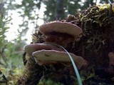 Fomitopsis cajanderi image