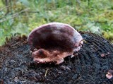 Fomitopsis cajanderi image