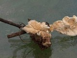 Steccherinum ochraceum image