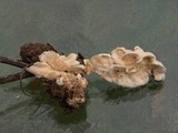 Steccherinum ochraceum image