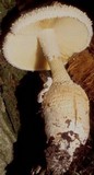 Amanita rhopalopus image