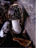Phallus hadriani image
