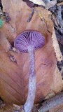 Neohygrophorus cokeri image