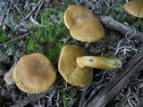 Boletus roxanae image