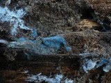 Byssocorticium atrovirens image