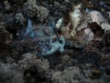 Byssocorticium atrovirens image