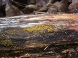 Dacrymyces lacrymalis image