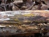 Dacrymyces lacrymalis image