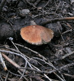 Leccinum insigne image