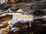Hyphodontia quercina image