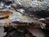 Hyphodontia quercina image