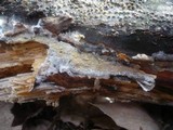 Hyphodontia quercina image