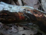 Phanerochaete sanguinea image