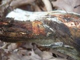 Phanerochaete sanguinea image