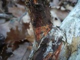 Phanerochaete sanguinea image