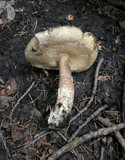 Leccinum insigne image